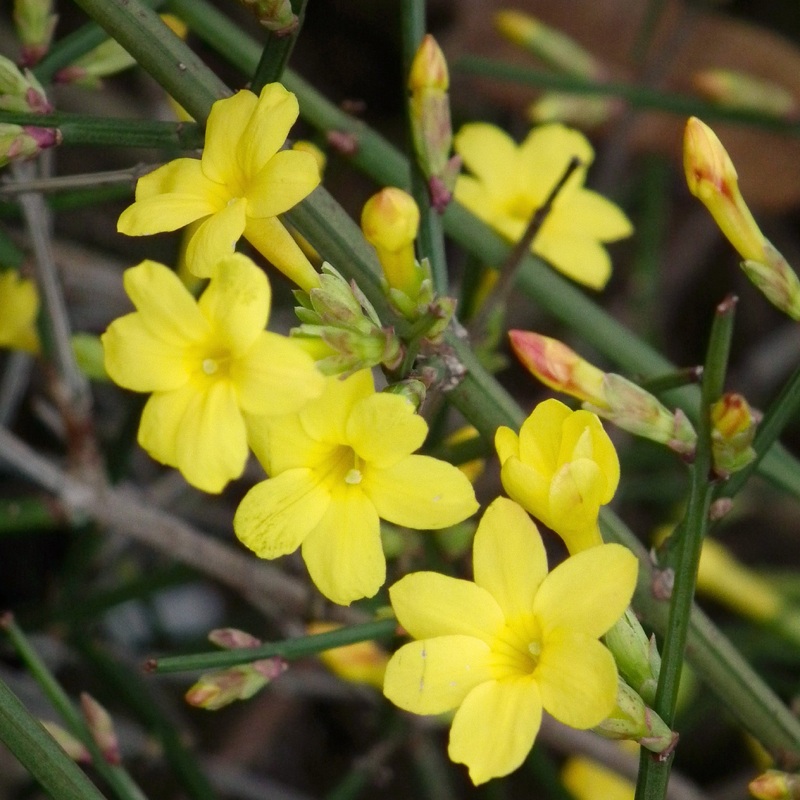 Jasminum nudiflorum  S-pot(2,25 L)