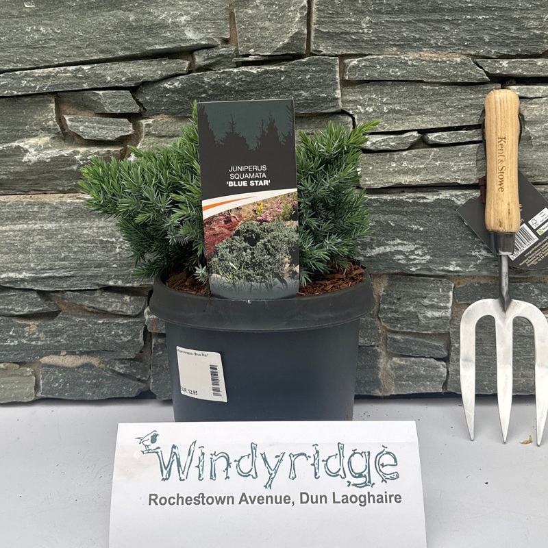 Juniperus squa. Blue Star