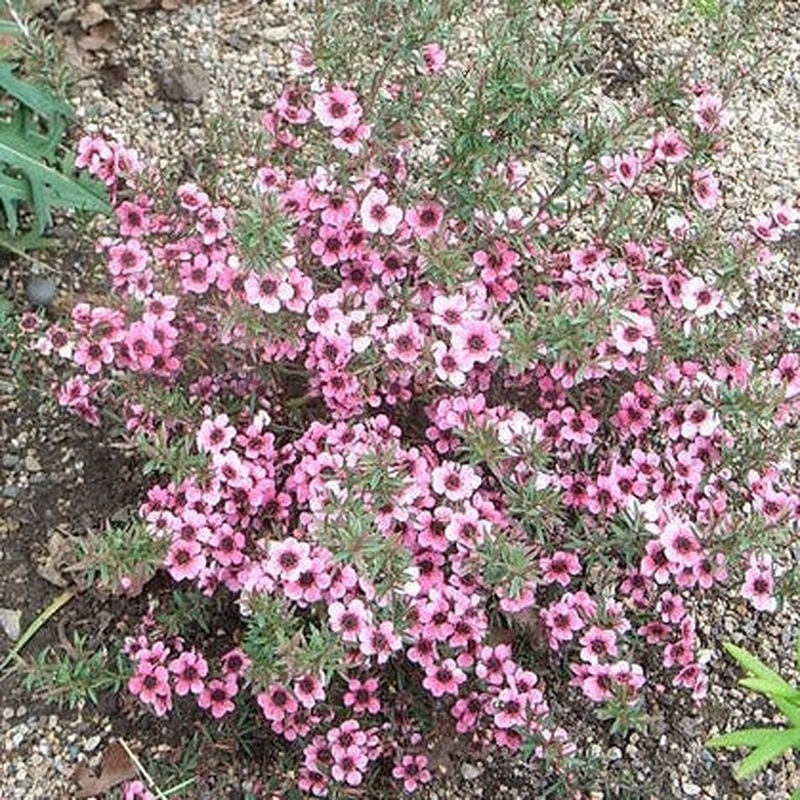 LEPTOSPERMUM S. MARTINII 3tr