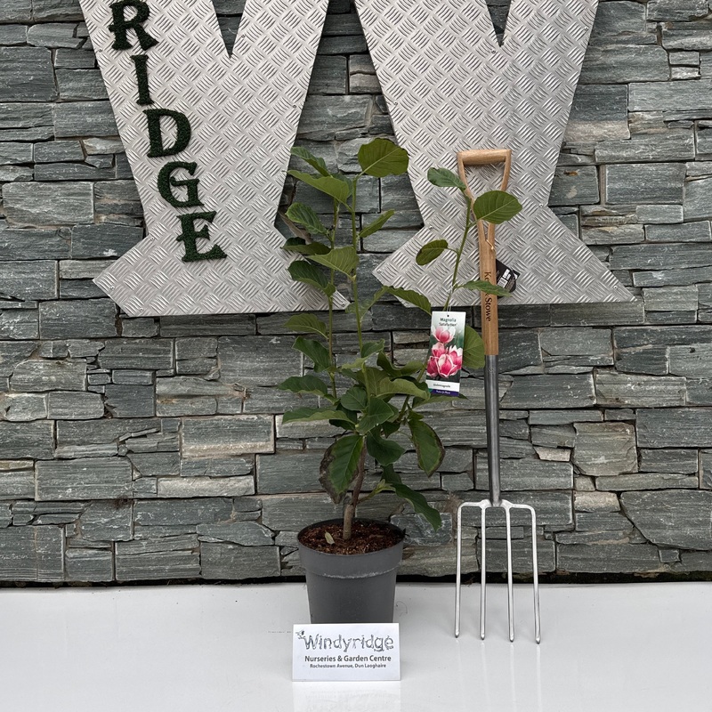 Magnolia soul. Satisfaction