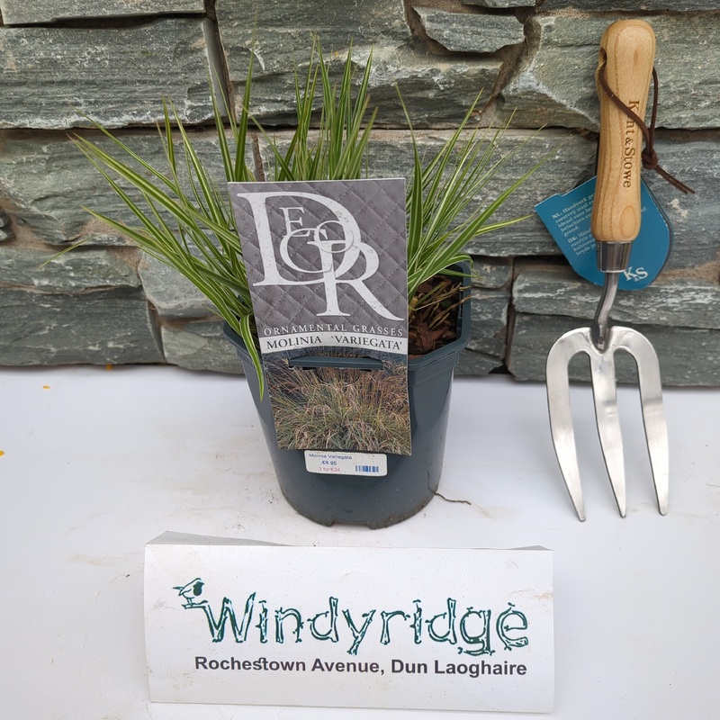 Molinia Variegata
