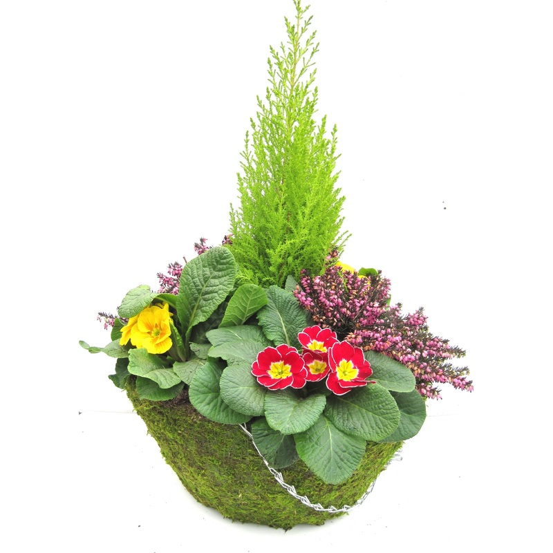 Moss Hanging Basket