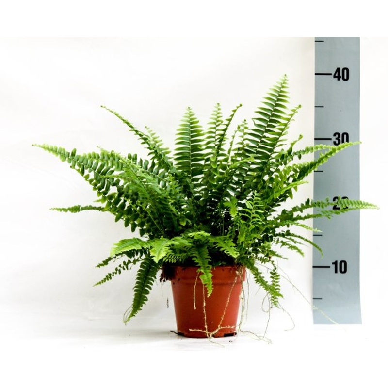 Nephrolepis exal. Green Lady  P12