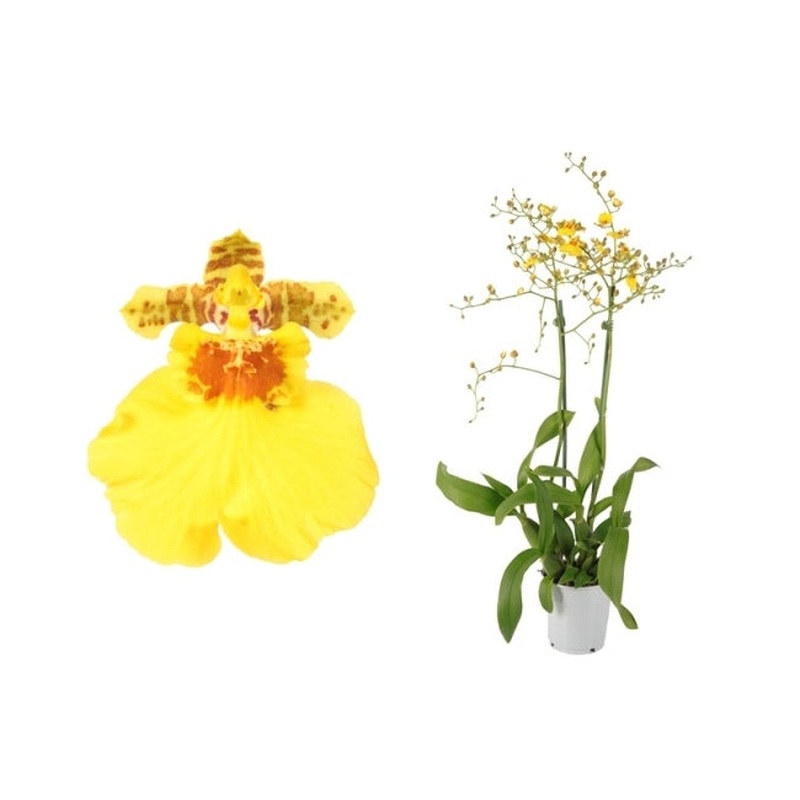 Oncidium Munsterland Stern 2 stem H60cm 12cm Pot ( Tiger Orchid )