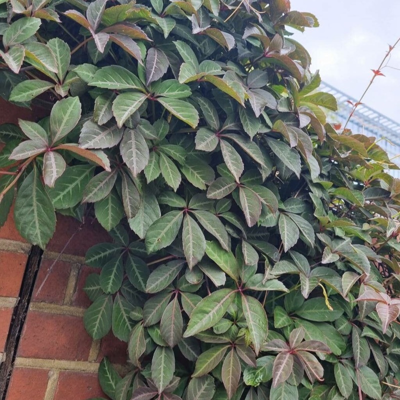 Parthenocissus Henryana