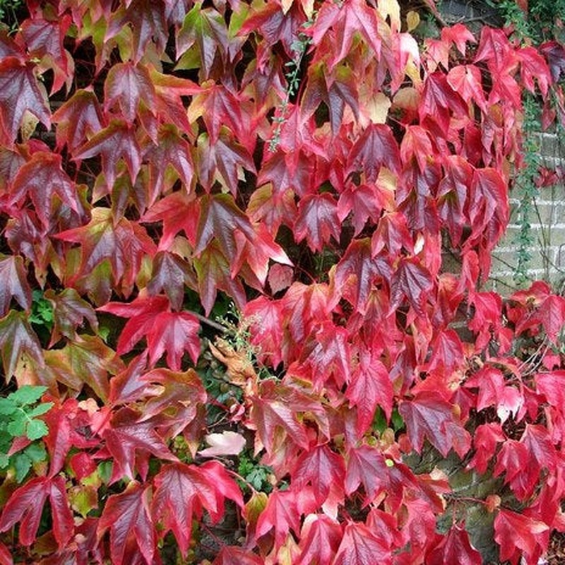 Parthenocissus quinquefolia  S-pot(2,25 L)