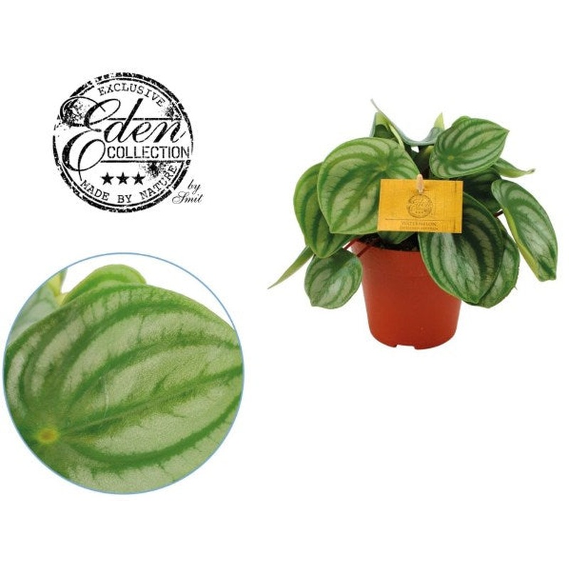 Peperomia argyreia 12cm Pot (Watermelon Begonia )