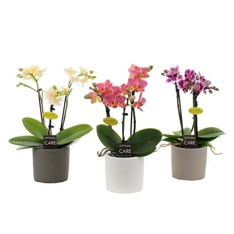 Phalaenopsis miniflora mix  P7, 3 stem, ceramic pot