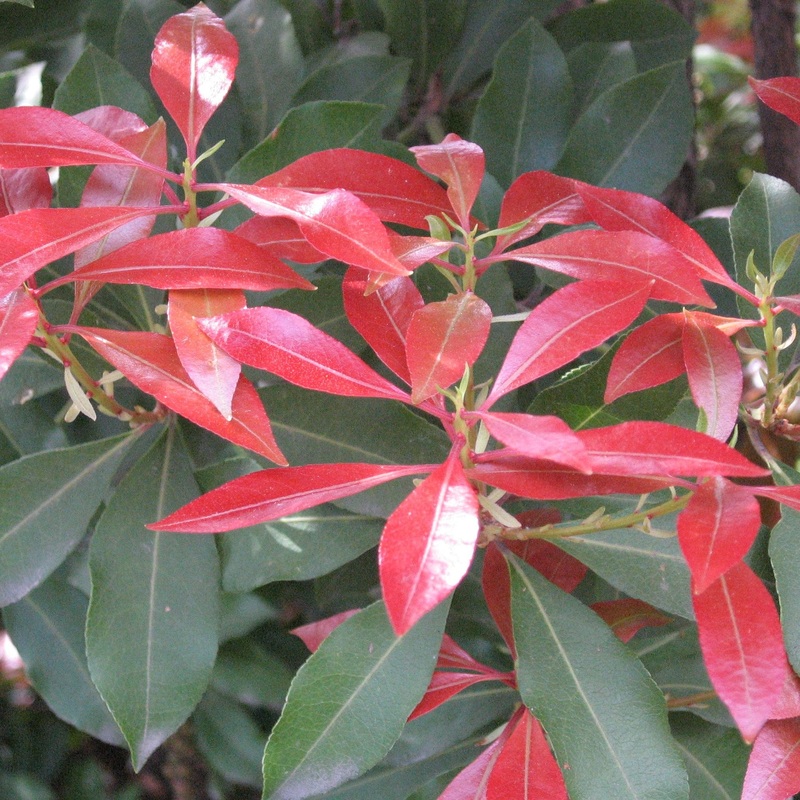 Pieris jap. Mountain Fire