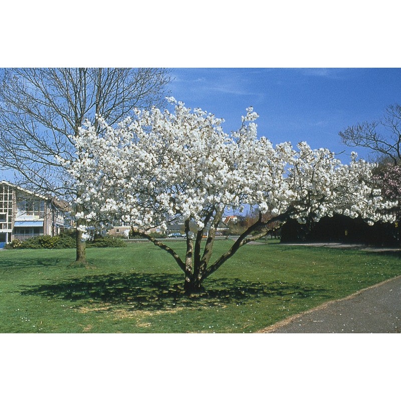 PRUNUS SERRULATA TAI-HAKU