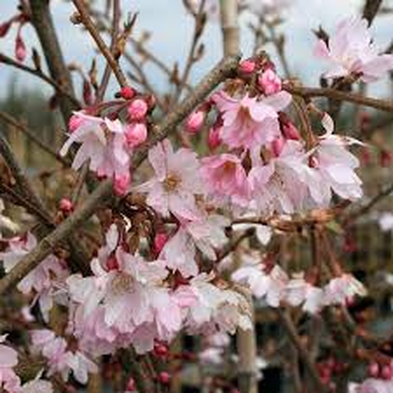 Prunus subh. Autumnalis Rosea