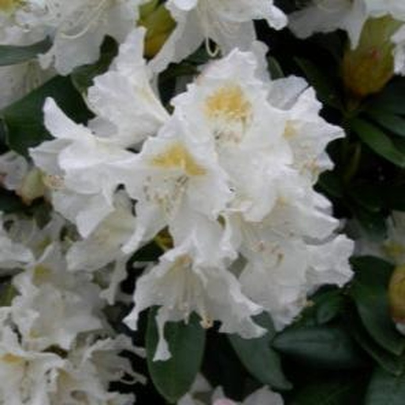 Rhododendron Cunninghams White