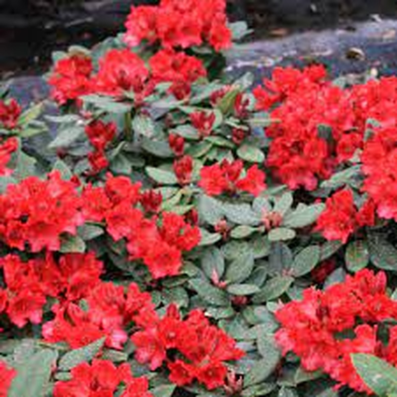 Rhododendron (W) Tromba