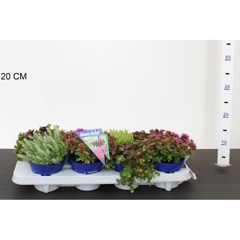 Sedum hybridum