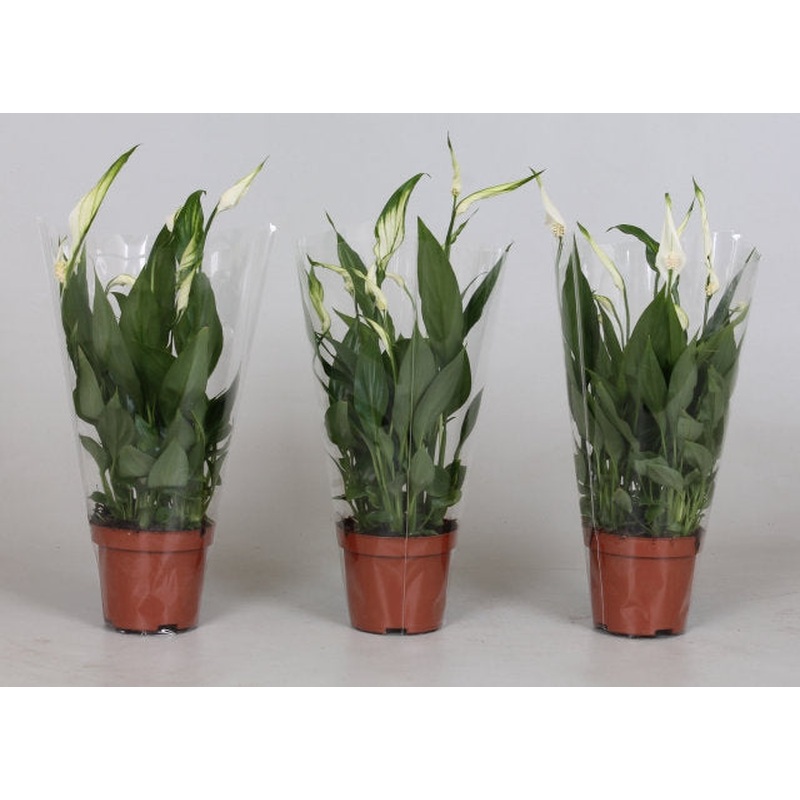 Spathiphyllum Alana