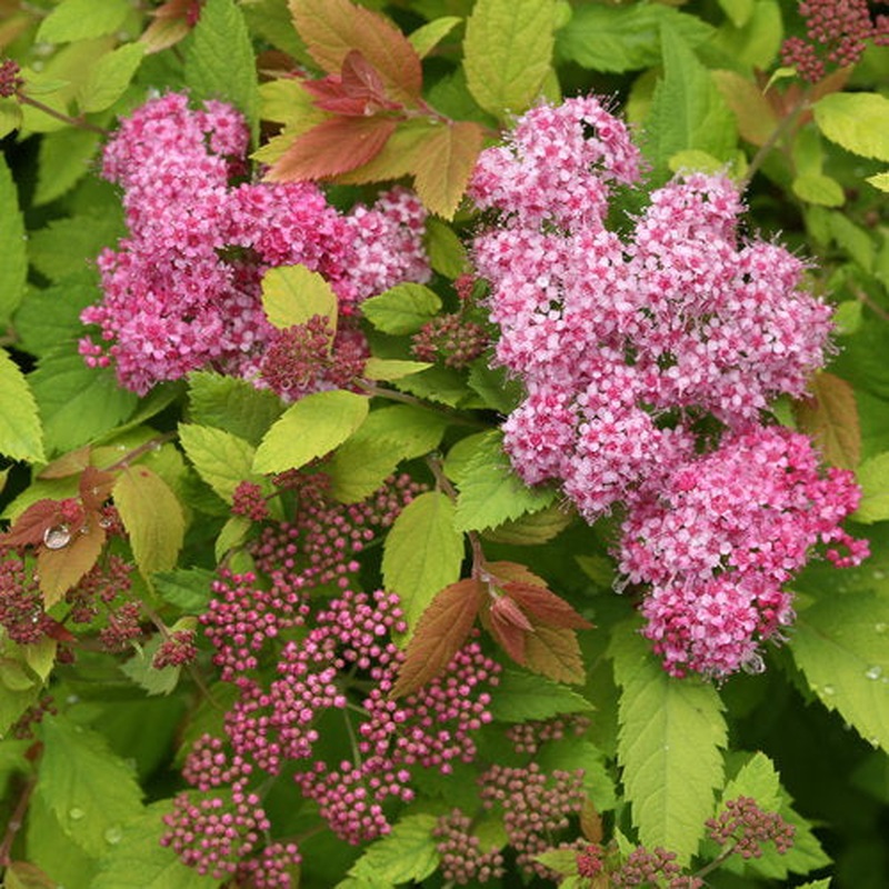 Spiraea jap. Double Play Big Bang