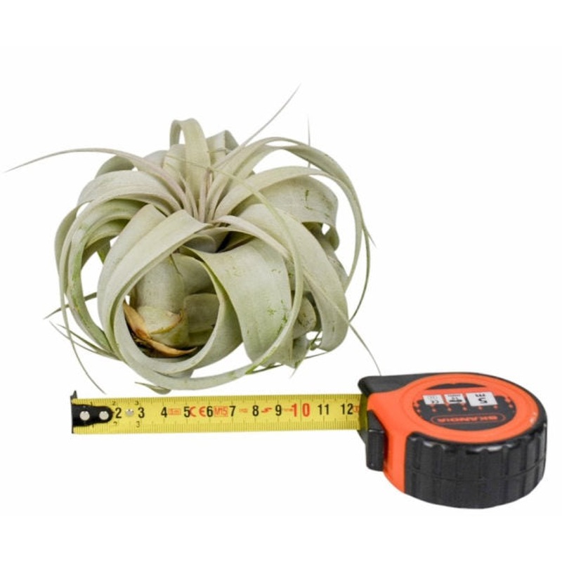 Tillandsia xerographica, Airplant  12 CM