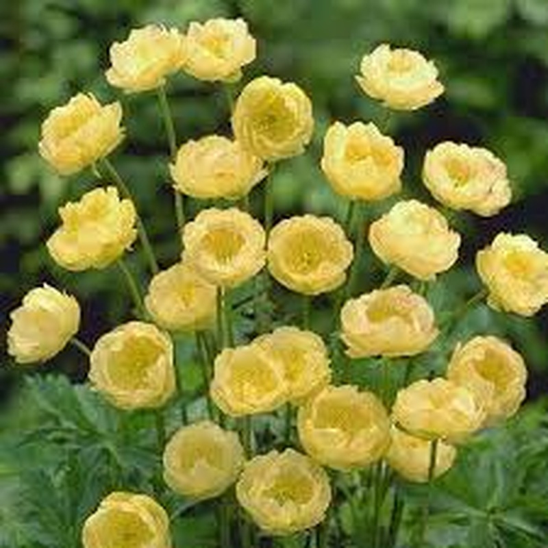 Trollius cultorum Cheddar