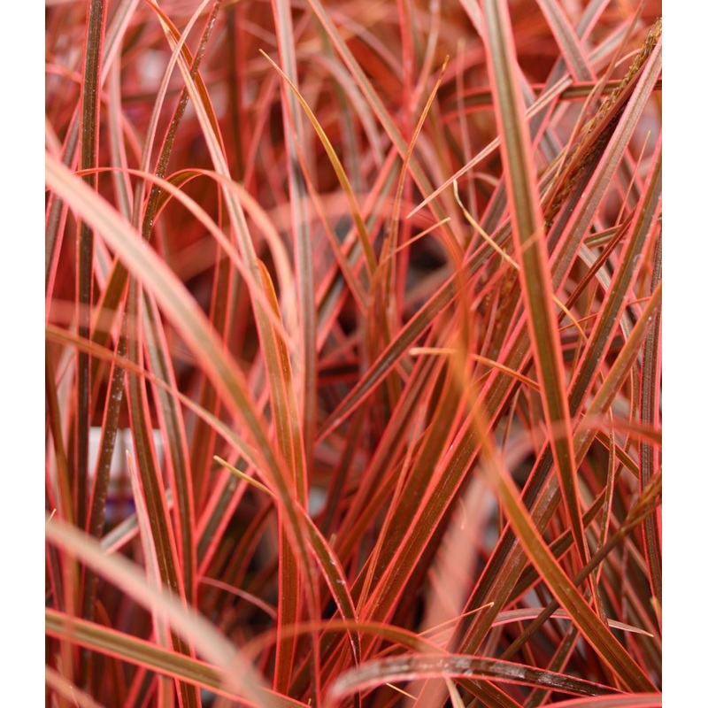 Uncinia rubra Everflame