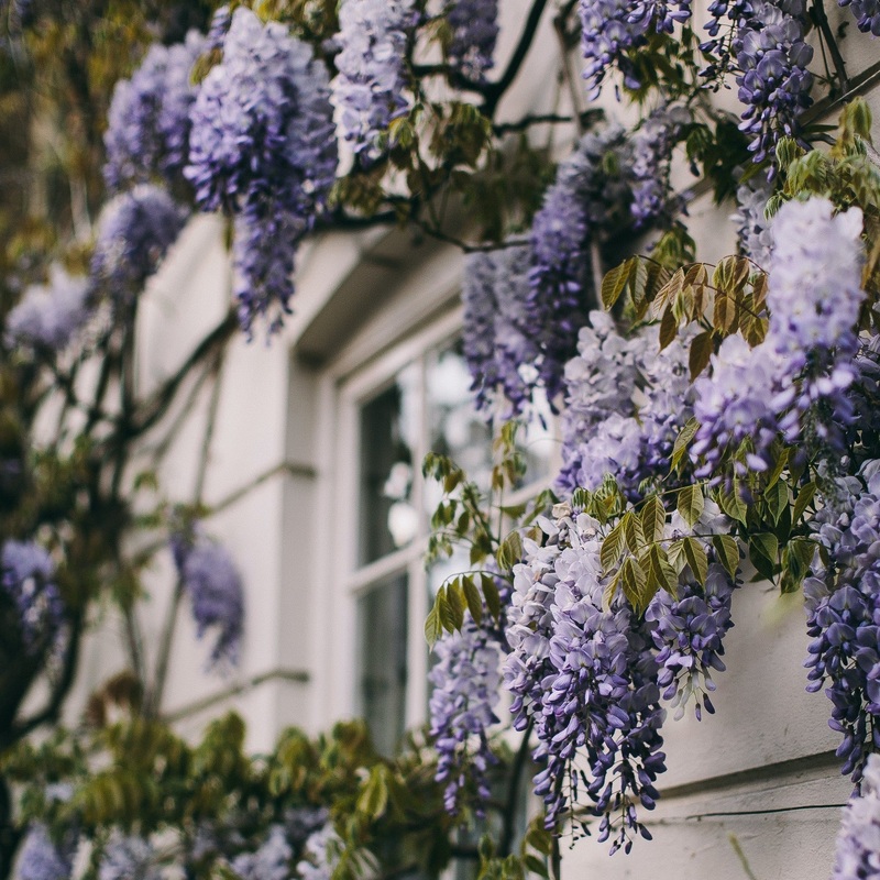 Wisteria in cultivars (Frame 90x50 cm)