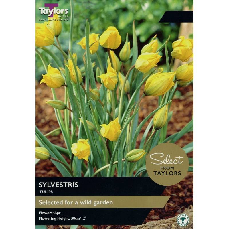 12 TULIP SYLVESTRIS SE