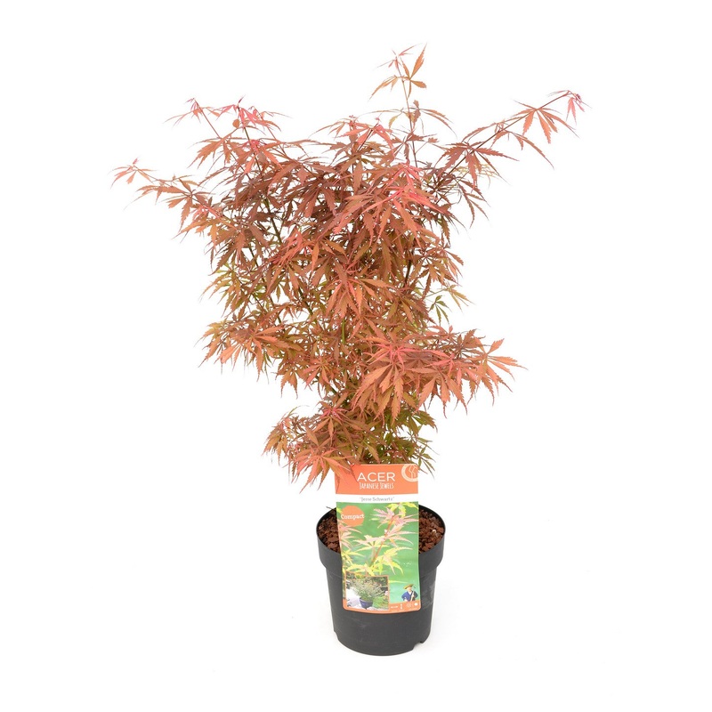 Acer pal. Jerre Schwarz  60-80 CM