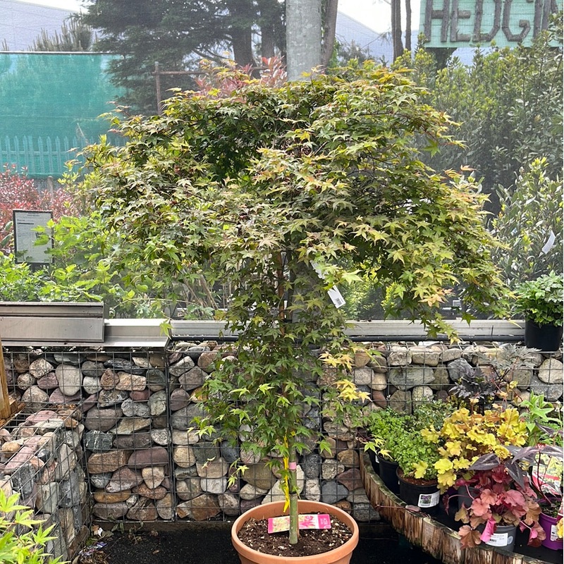 ACER PALM.BENI-MAIKO CLT 45  TRONCO 90 CM    1/2 STD CHIOMA 80 - 100 CM