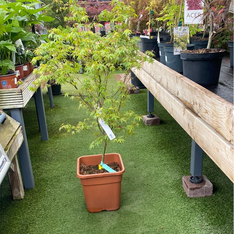 ACER PALM. KATSURA VQ LT. 14