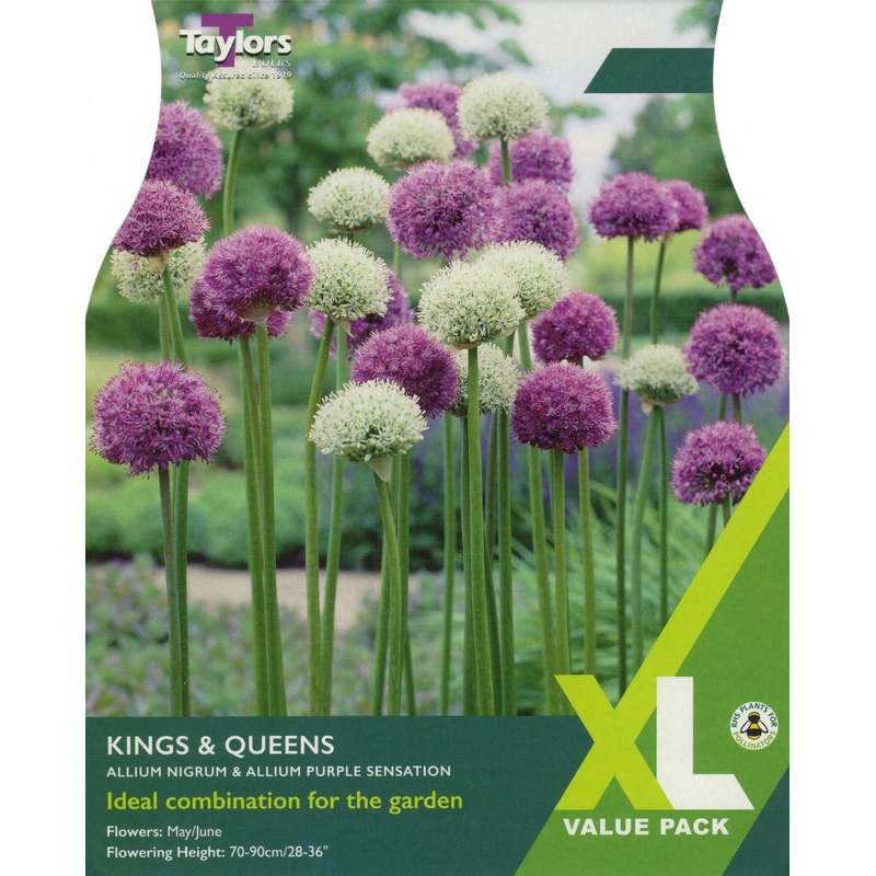 ALLIUM KINGS & QUEENS 18