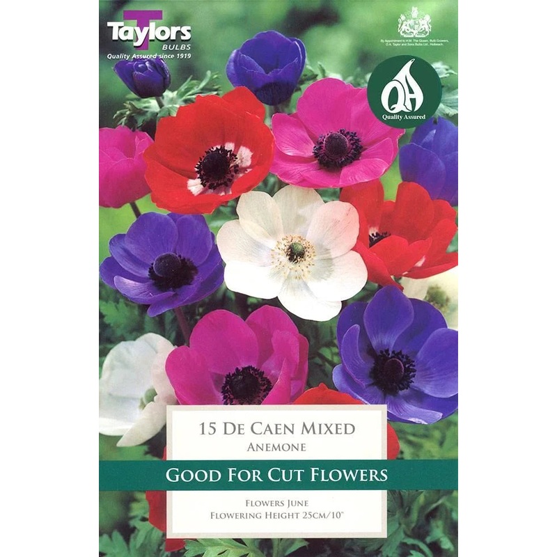 ANEMONE DE CAEN MIXED X 15
