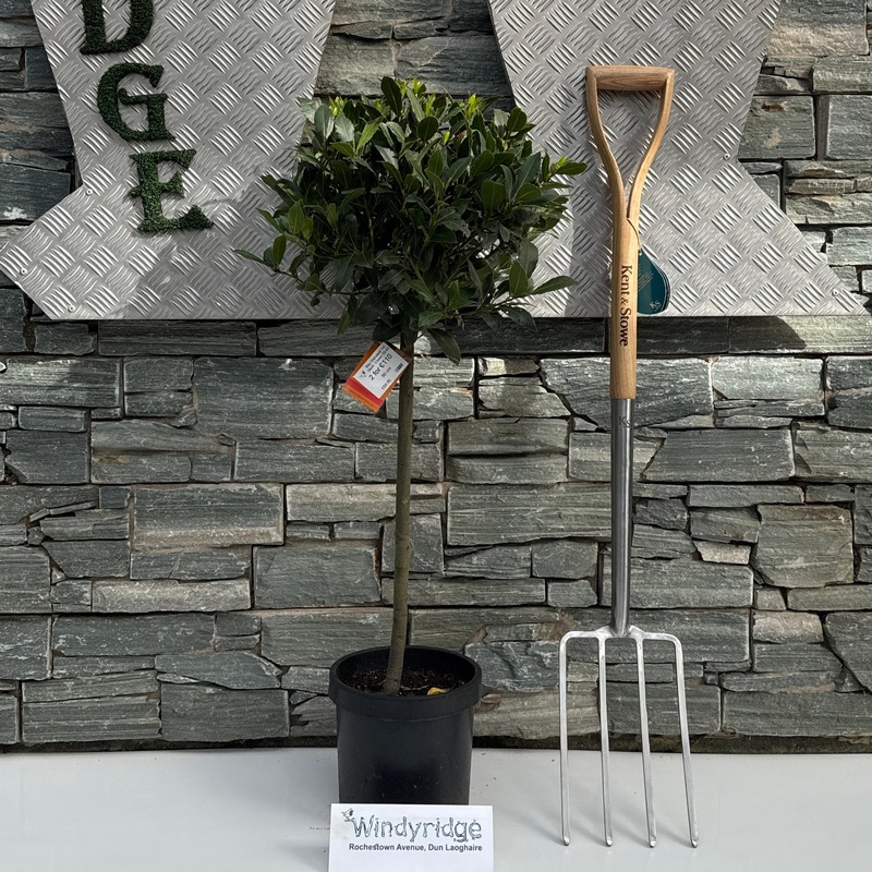 Bay Standard 1/4 Stem Crown 35/40cm Dia. Pot 20cm