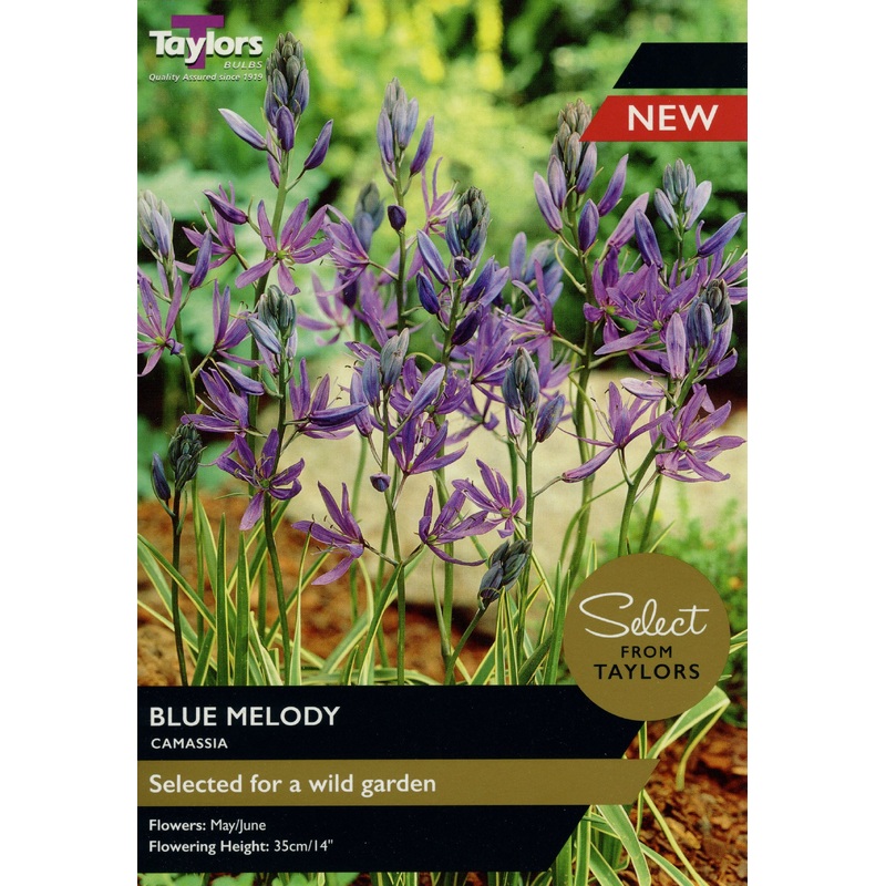 CAMASSIA BLUE MELODY x 12