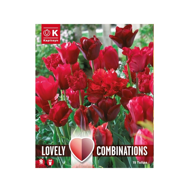 COMBI TULIPA RED SHADES x 15