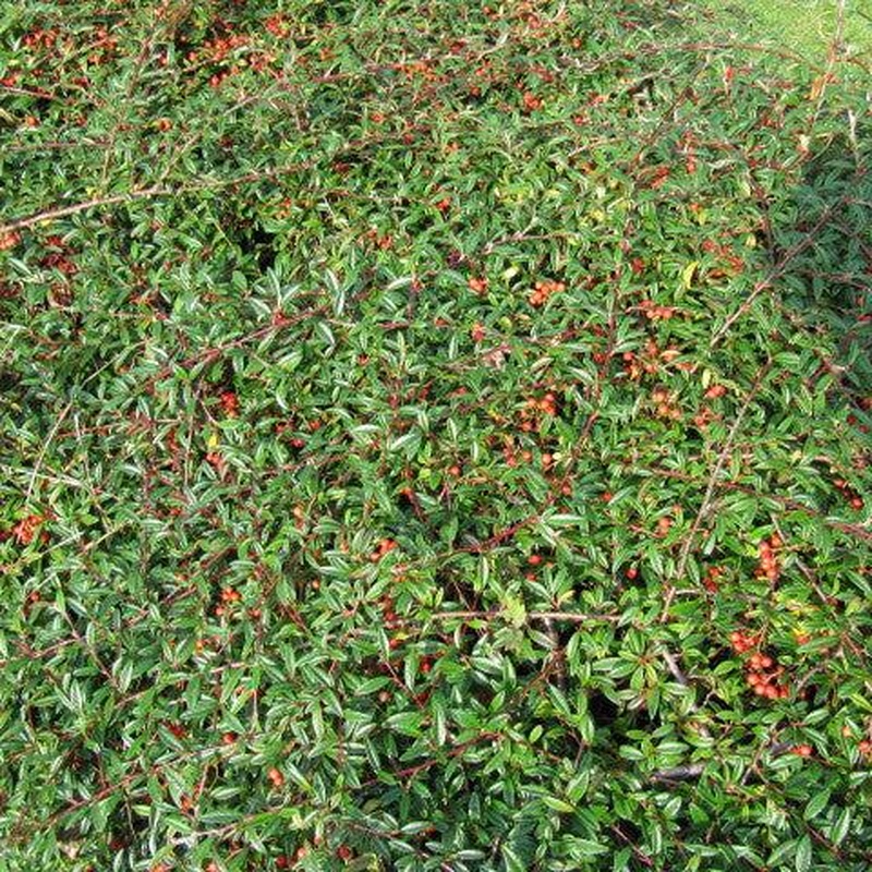 Cotoneaster Coral Beauty
