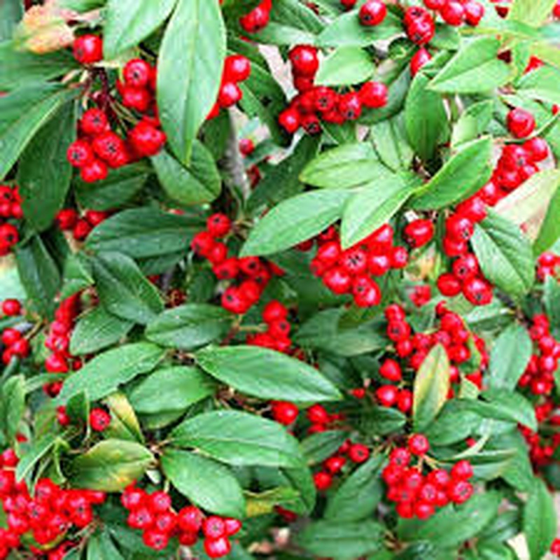 COTONEASTER WINTER JEWEL