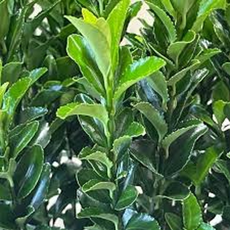Euonymus jap. Green Spire (3L)