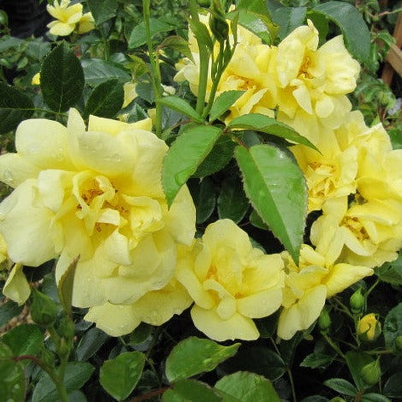 FLOWER CARPET GOLD 3.5Ltr