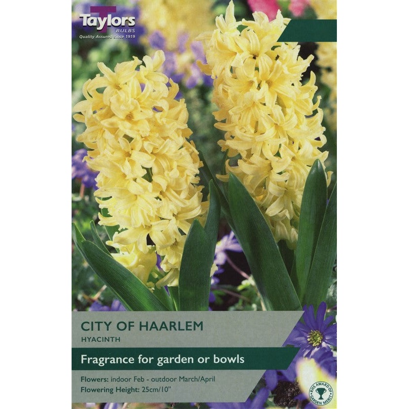GARDEN HYACINTH CITY OF HAARLEM