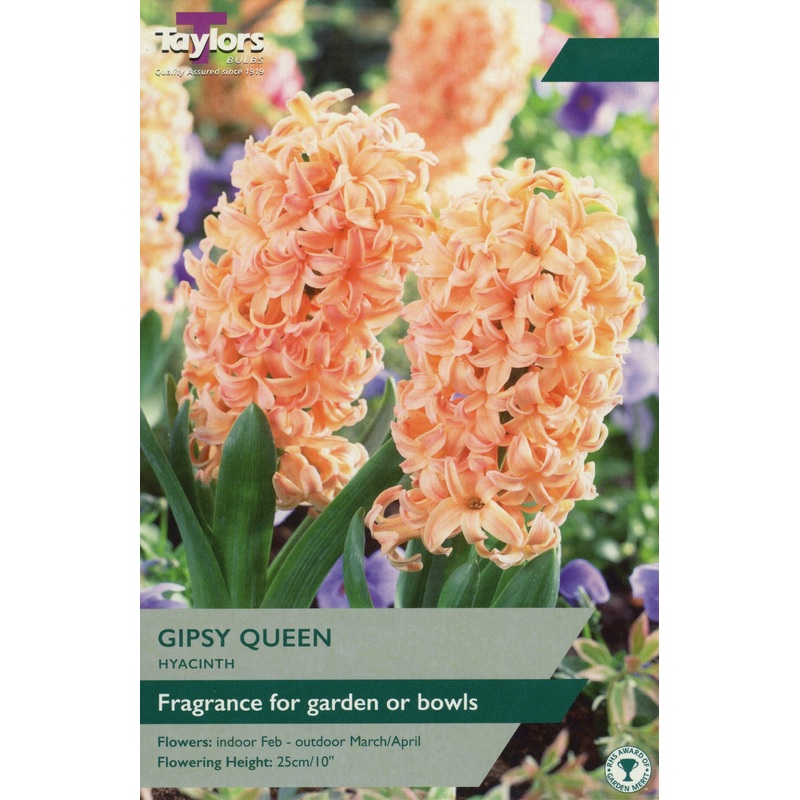 HYACINTH GIPSY QUEEN GARDEN 4