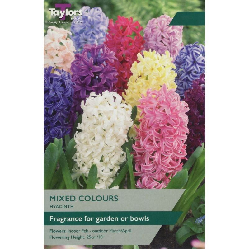 HYACINTH MIXED GARDEN 5