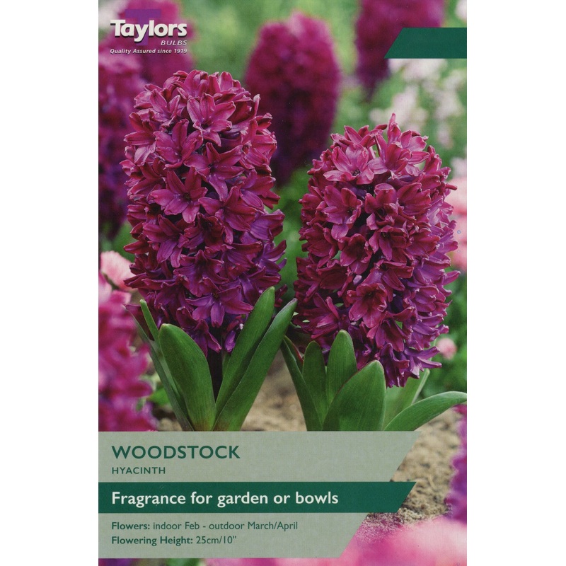 HYACINTH WOODSTOCK x 6