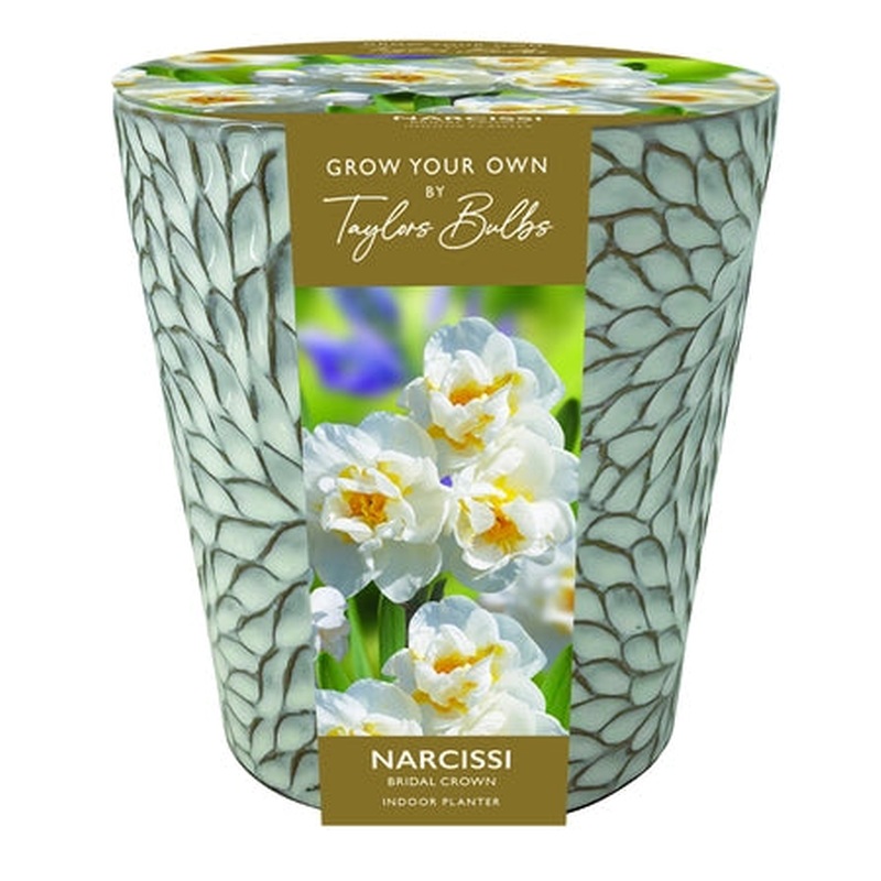 INDOOR NARCISSI CERAMIC PLANTER