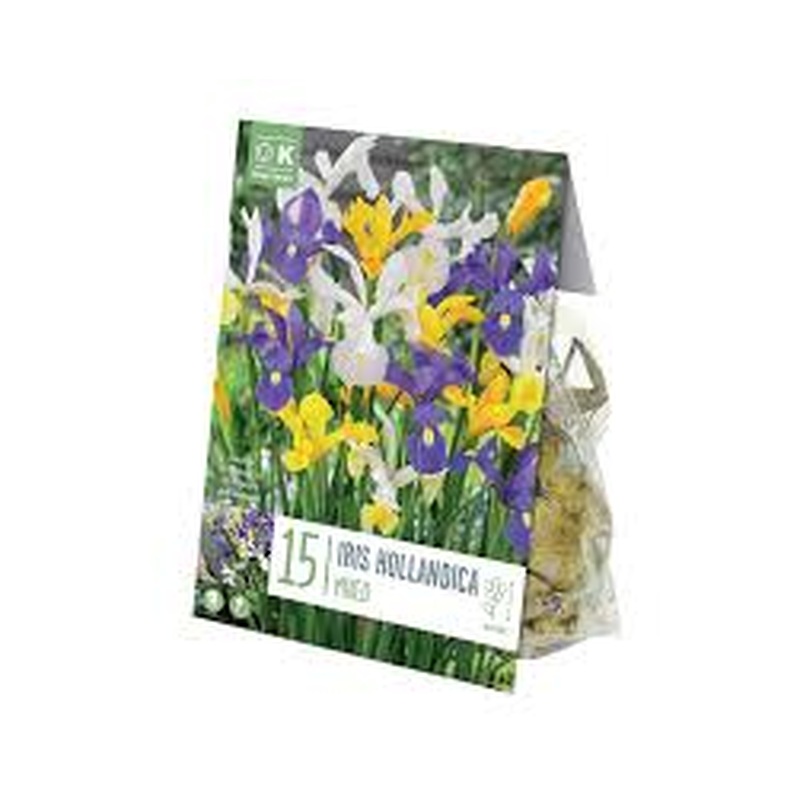 IRIS HOLLANDICA MIXED COLOURS X 15