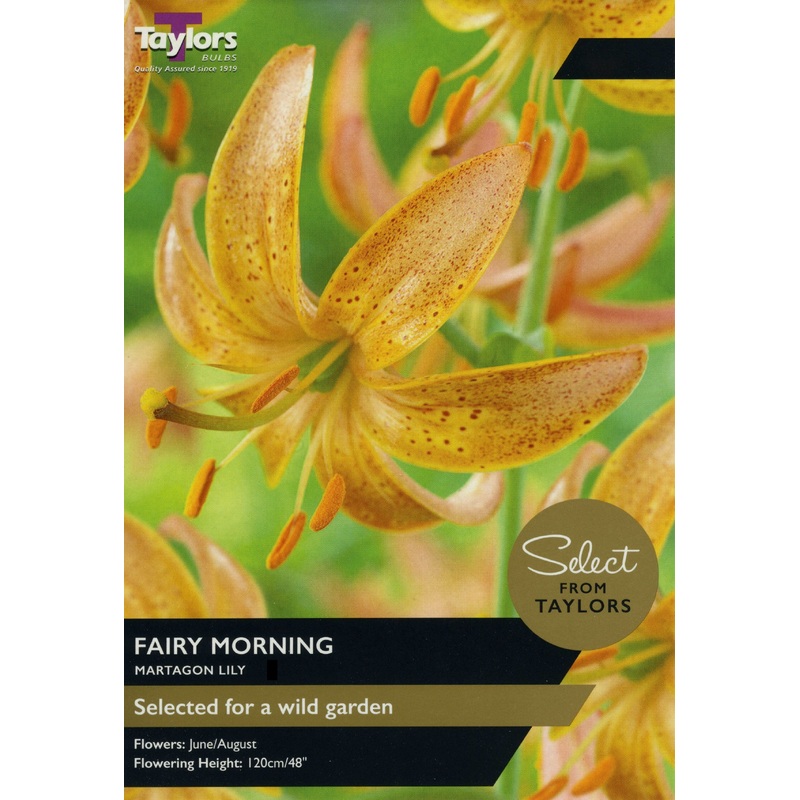 LILY FAIRY MORNING x 2