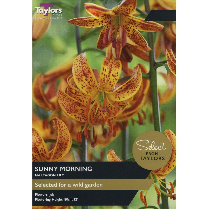 LILY SUNNY MORNING x 2