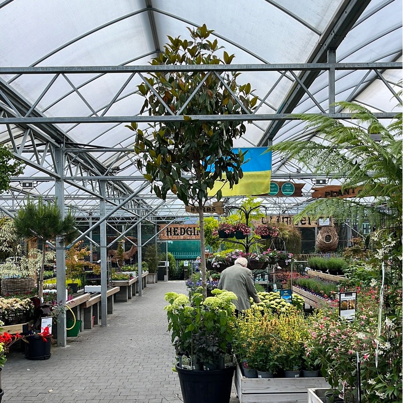 MAGNOLIA GRAN. GALLISONIENSIS CLT 110 / 150  CIRC. TR. 16 - 18 CM  STD