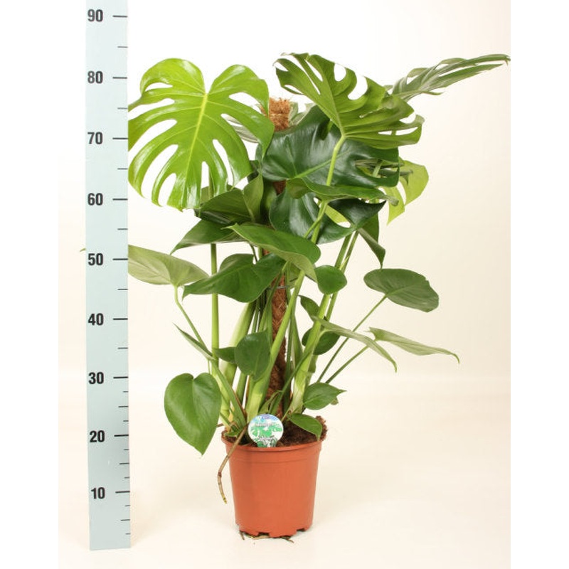 Monstera delicosa on mosspole