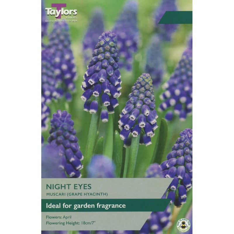 MUSCARI NIGHT EYES 18
