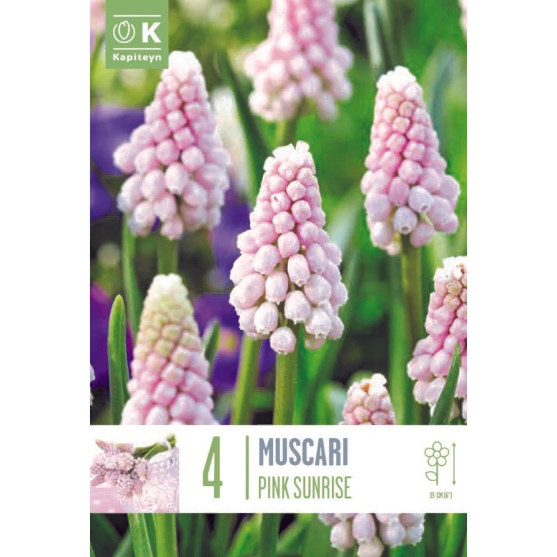 MUSCARI PINK SUNRISE X 4