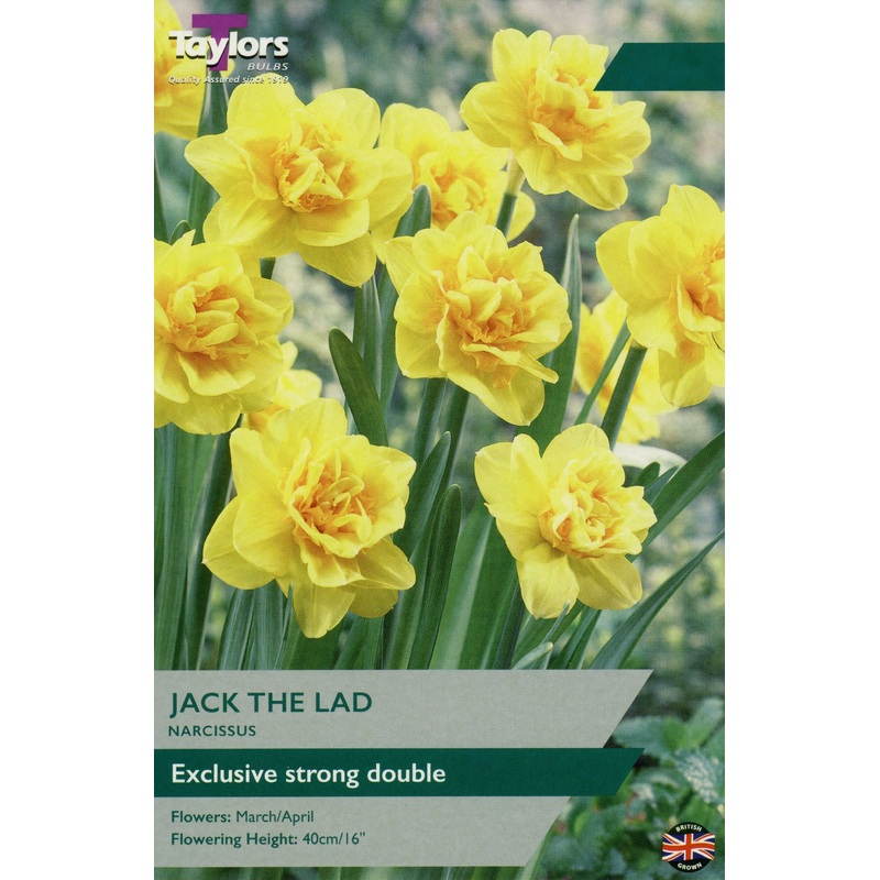 NARCISSUS JACK THE LAD 5